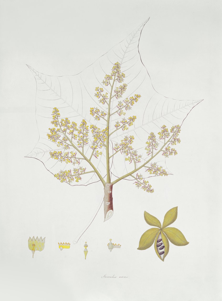 Sterculia Urens (renkli gravür) by English School