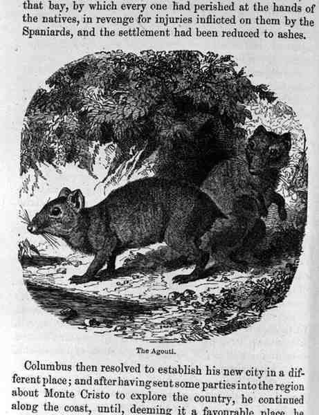 Agouti, Santo Domingo