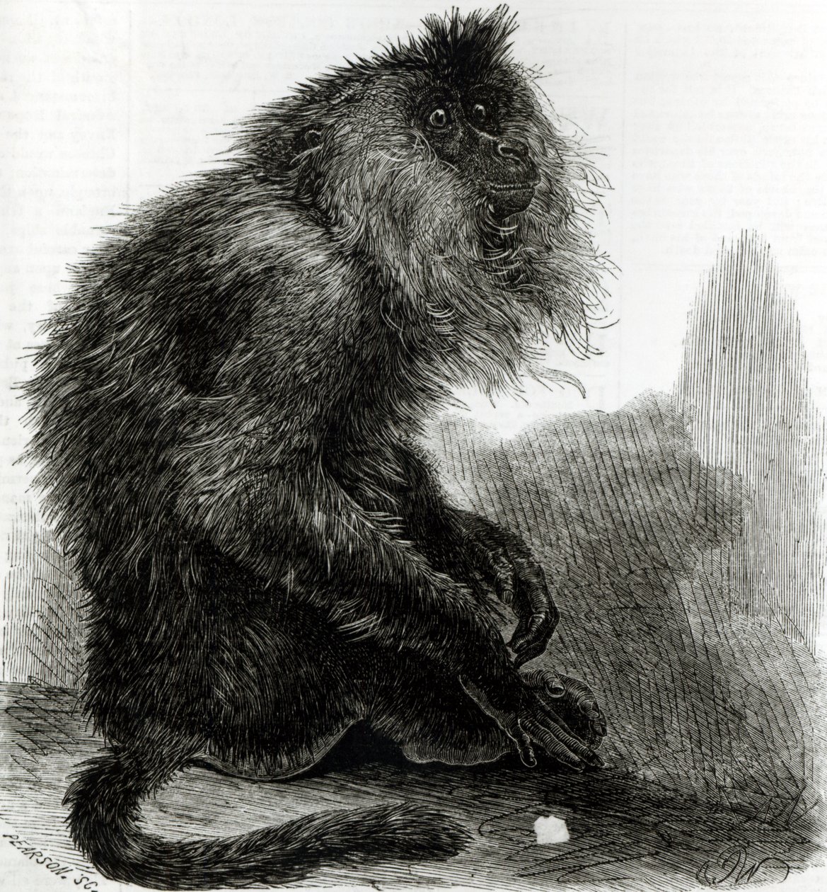 Pearson, Ekim 1859 tarafından oyulmuş Hint Waderoo Maymunu (Silenus Veter) by English School