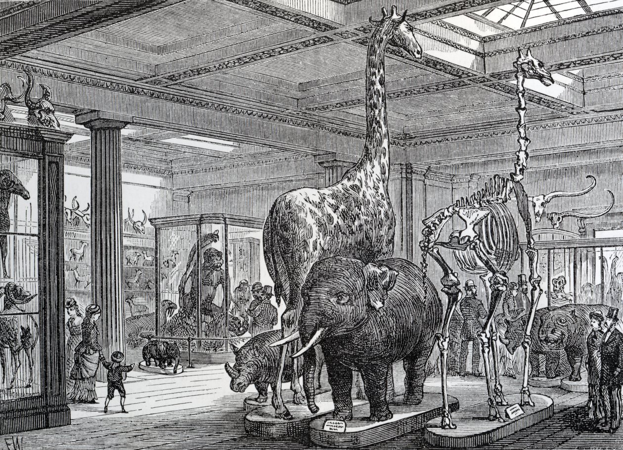 The Mammalia Saloon, Edward Walford tarafından 