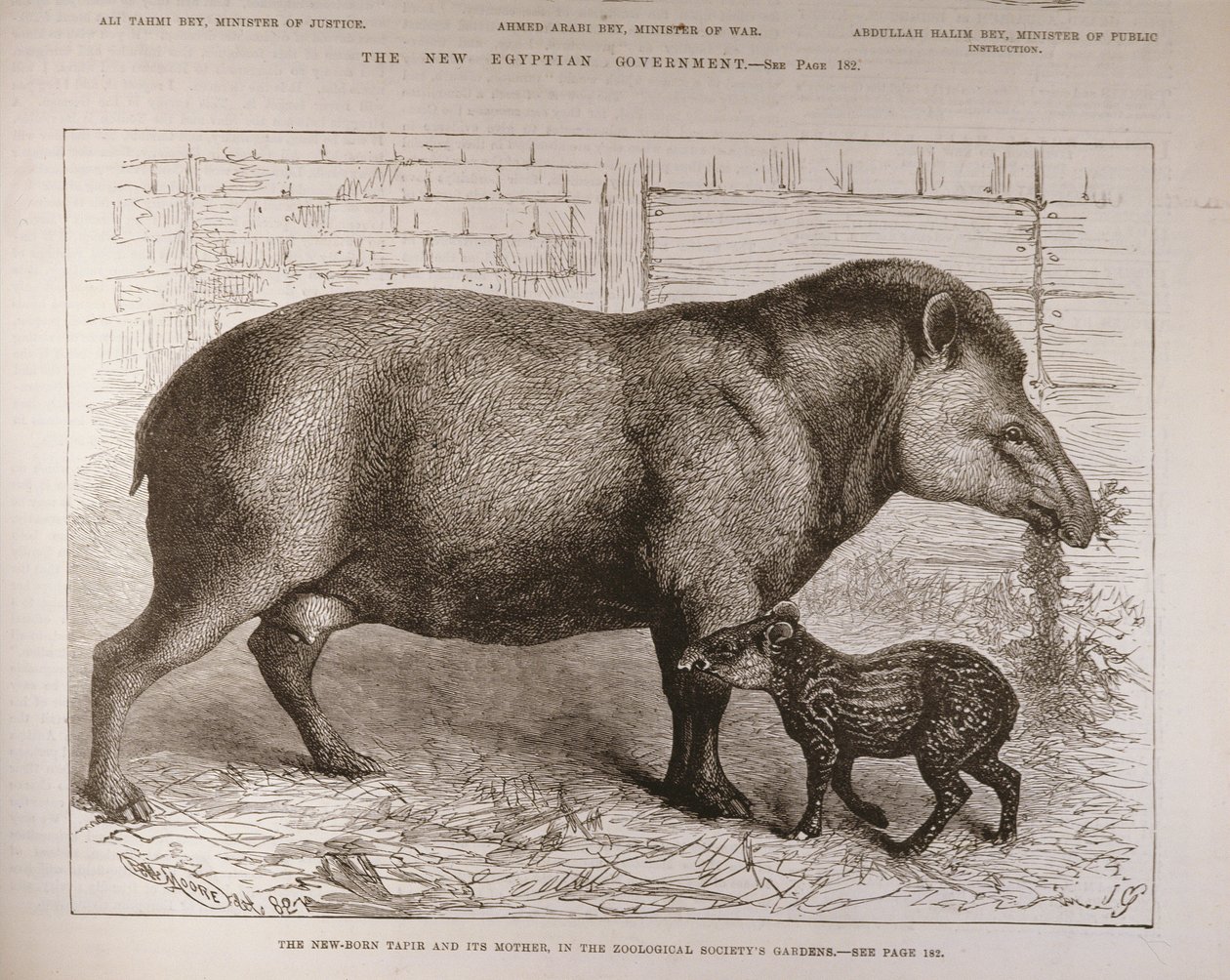 Zooloji Derneğinin Bahçelerinde Yeni Doğan Tapir ve Annesi, 