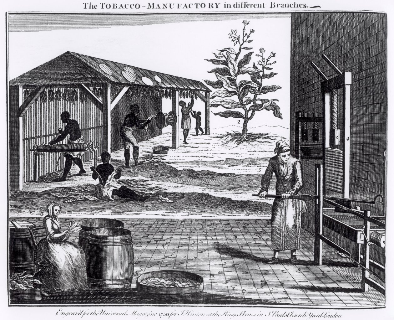 The Tobacco Manufactory in Different Branches, engraved for the Universal Magazine, 1750   (see also 126979) by English School