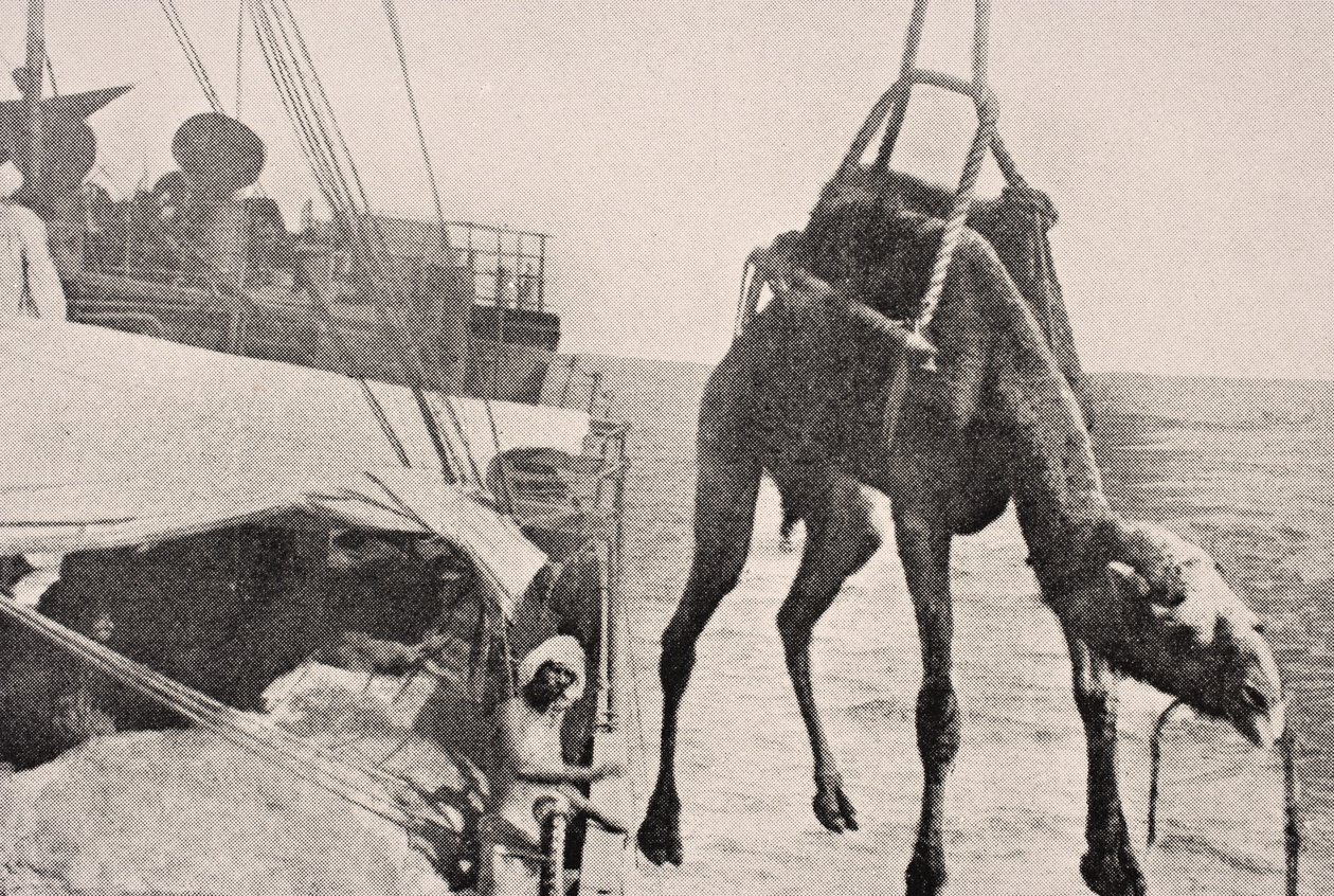 Basra Körfezi