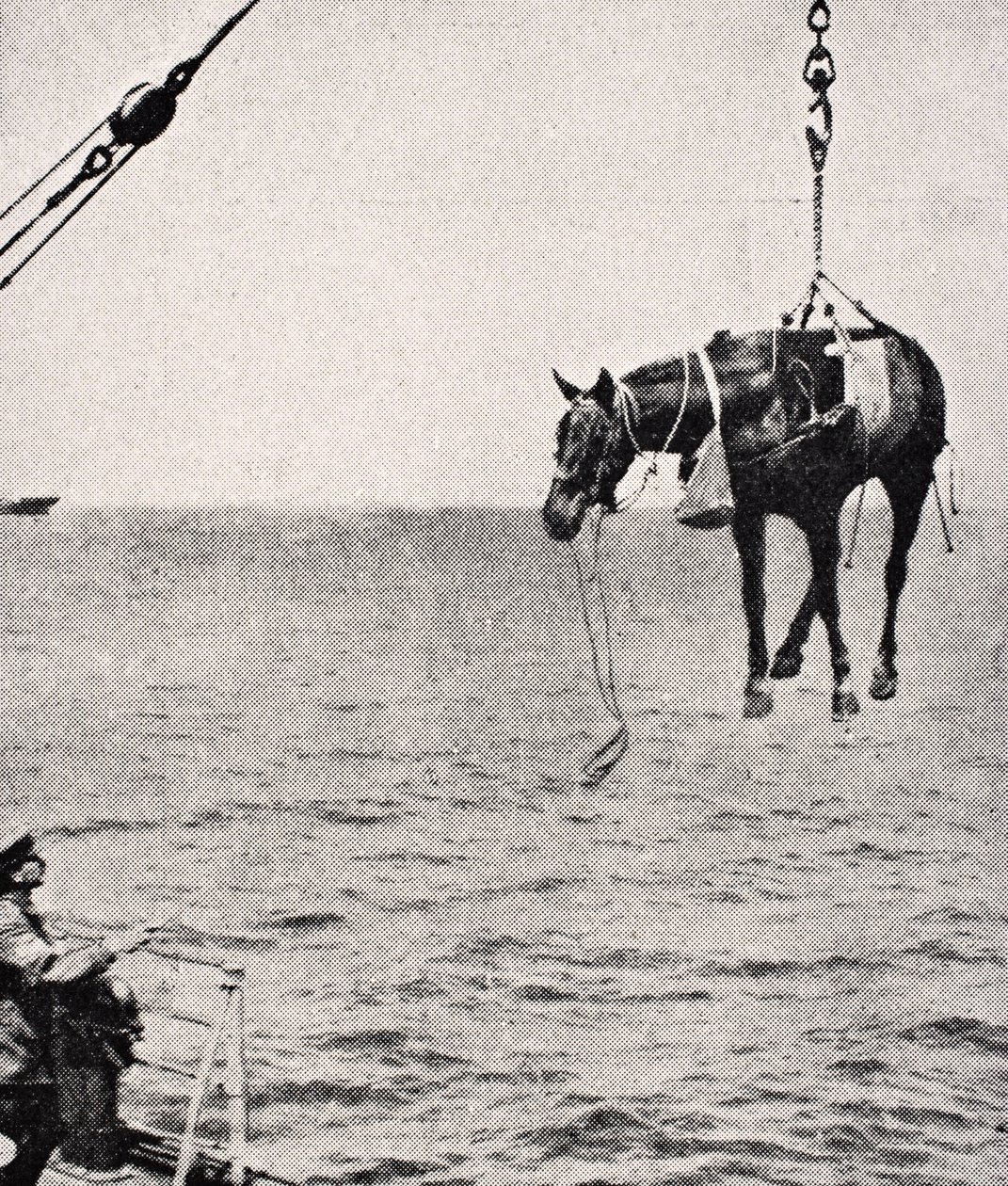 Transferring horse from ship to land in Persian Gulf, 1915, from 