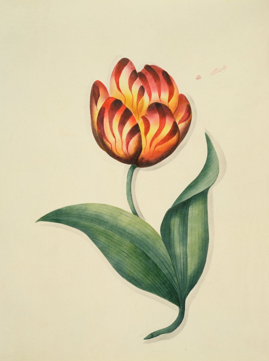 Lale, `Flowers, an English Botanical Manuscript, c.1840 (wc) by English School