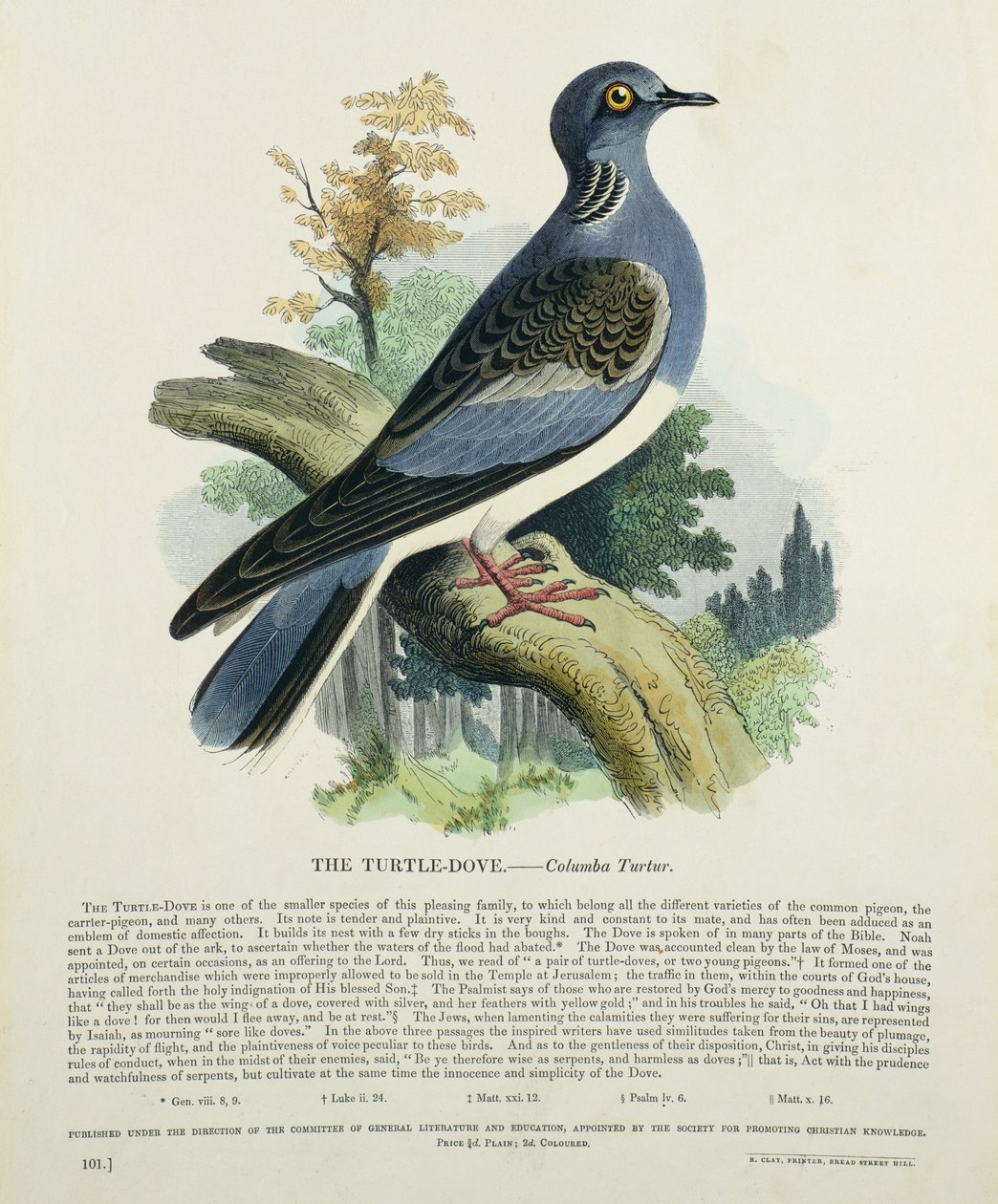 Kaplumbağa-Güvercin (Columba Turur) by English School
