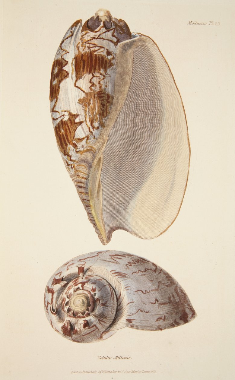 Voluta Miltonis, Mollusca ve Radiata