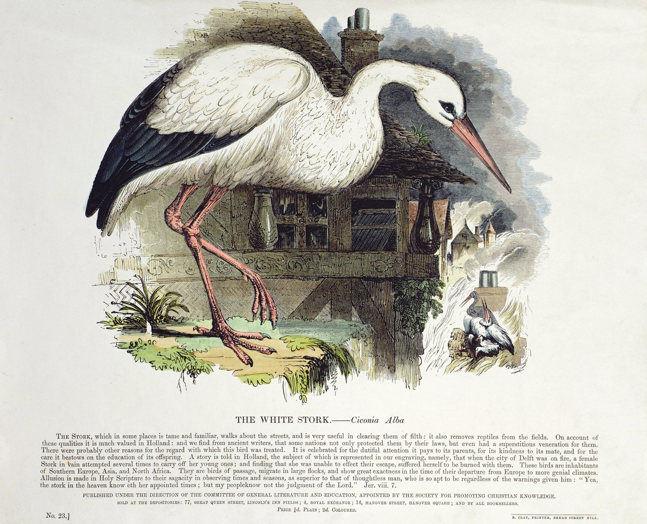Beyaz Leylek (Ciconia Alba) by English School