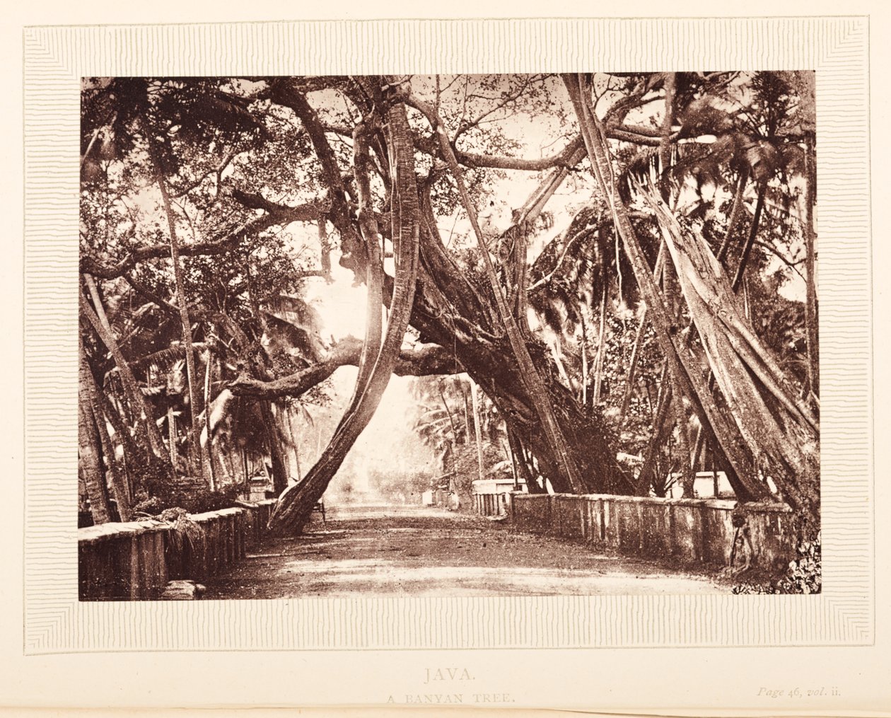 Bir Banyan ağacı, Java by English Photographer