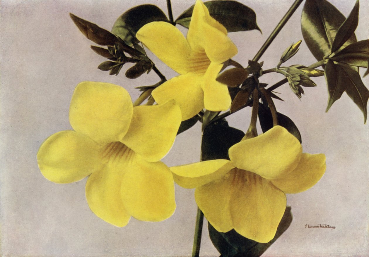 Allamanda Schottii Hendersonii (renkli fotoğraf) by English Photographer