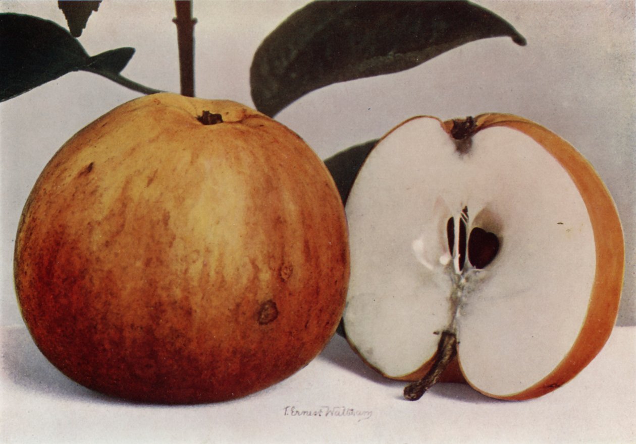 Apple, James Grieve (renkli fotoğraf) by English Photographer