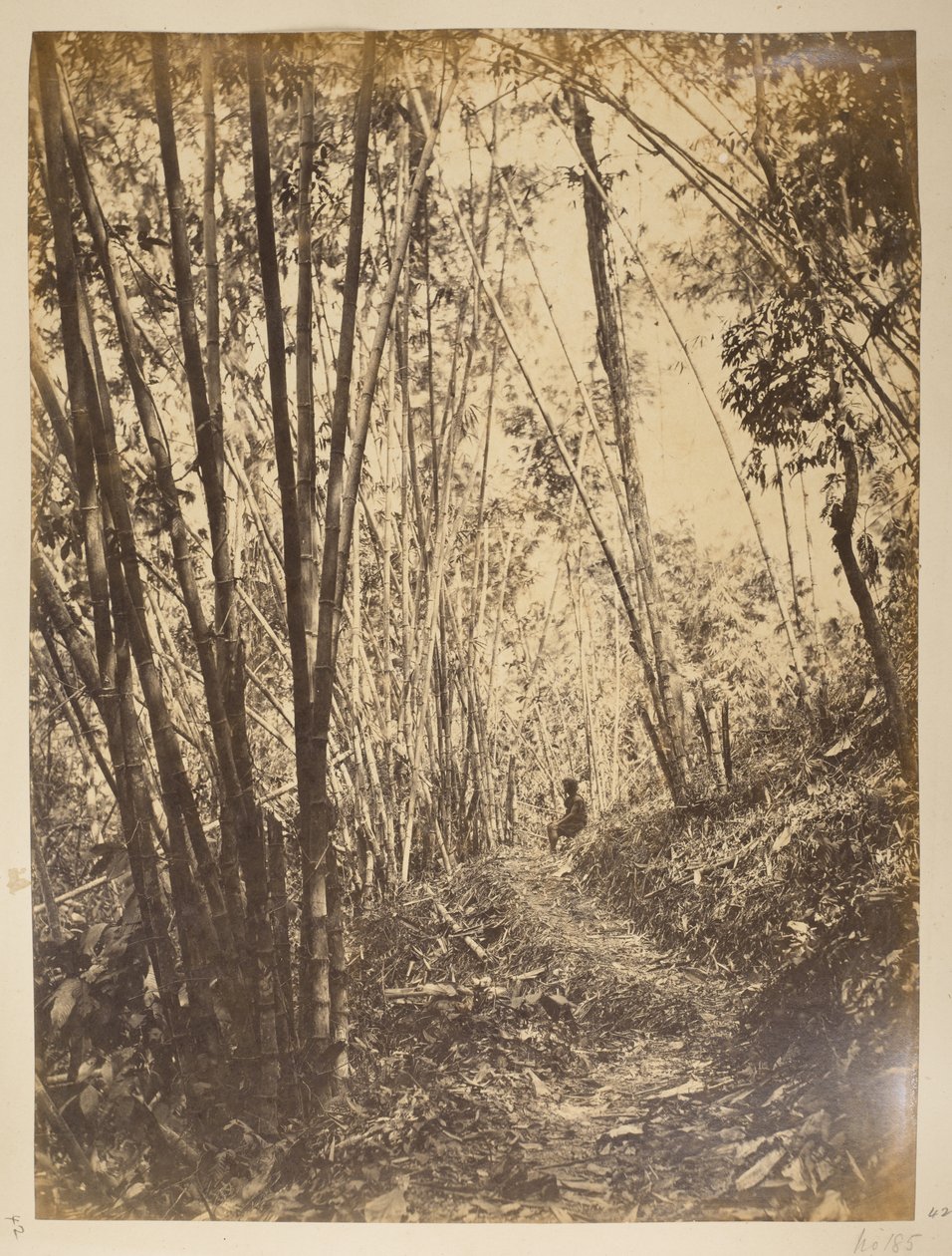 Teesta