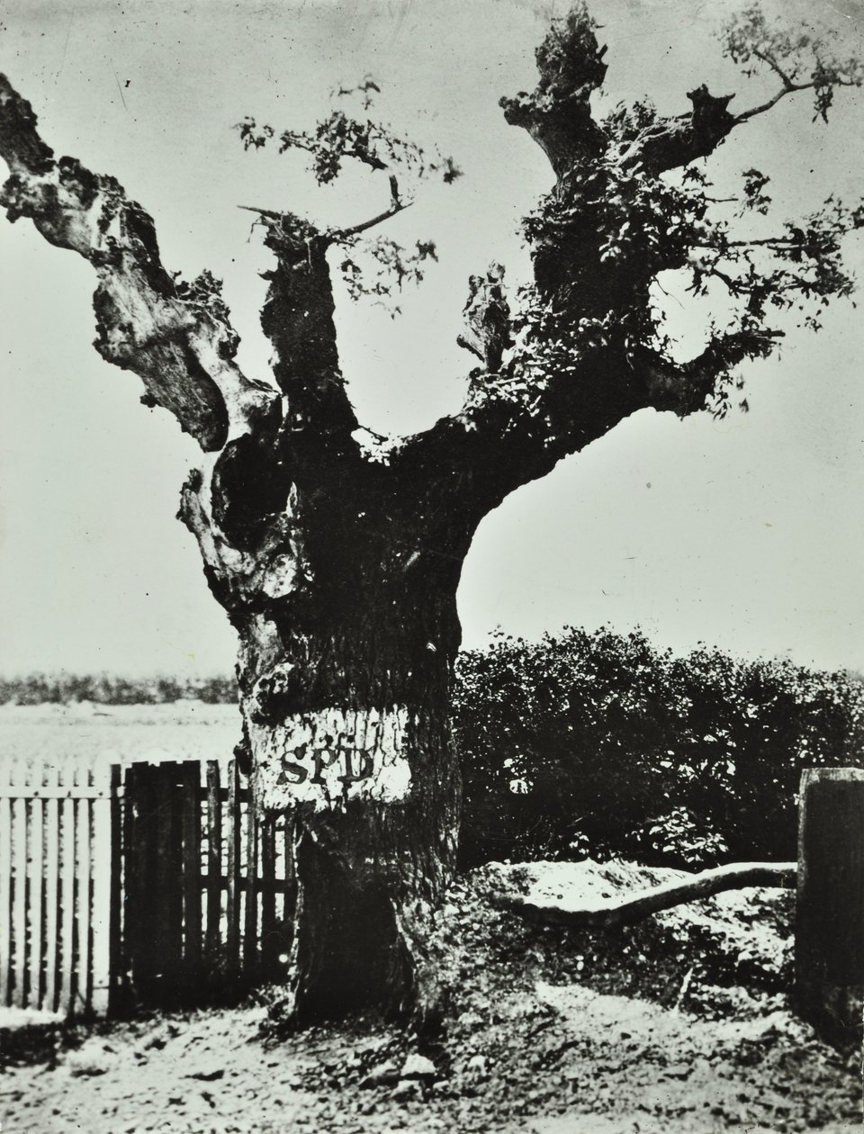 Brockley Lane: Old Oak, Londra, 1890 by English Photographer