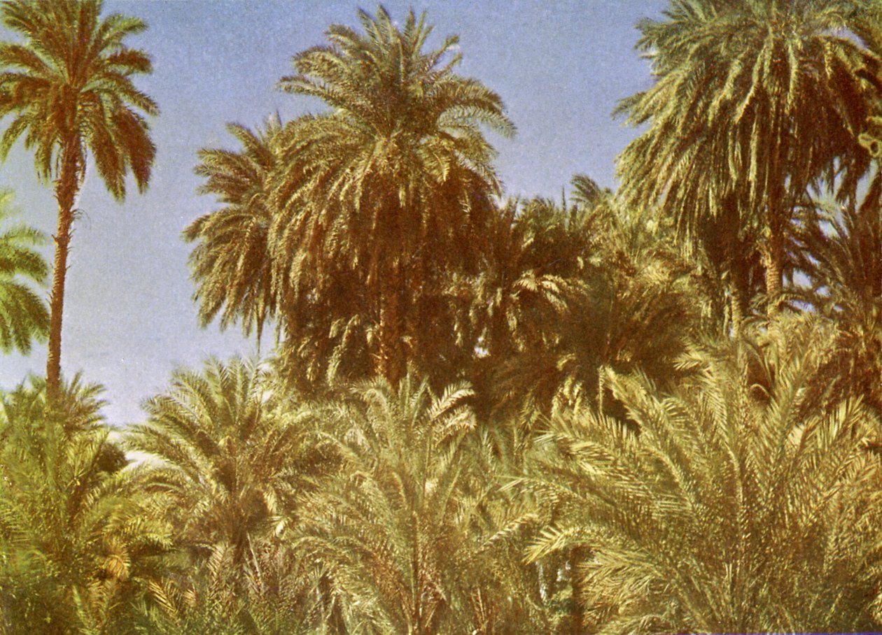 Elephantine Adası, Mısır
