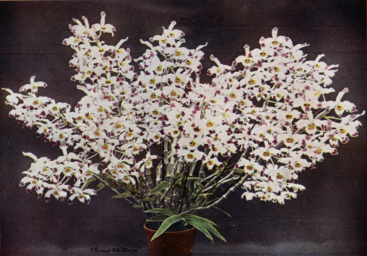 Dendrobium Wardianum (renkli fotoğraf) by English Photographer