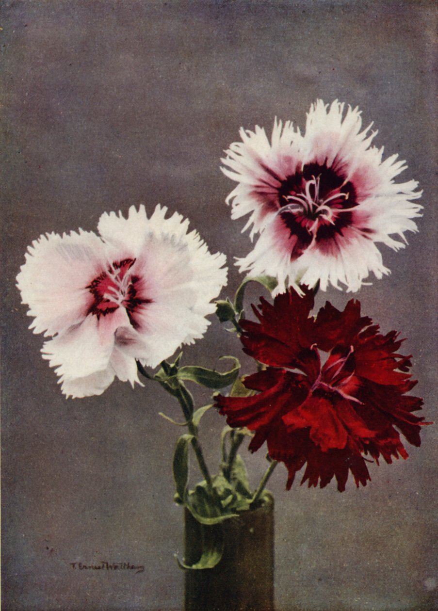 Dianthus Chinensis, var Heddewigii (renkli fotoğraf) by English Photographer