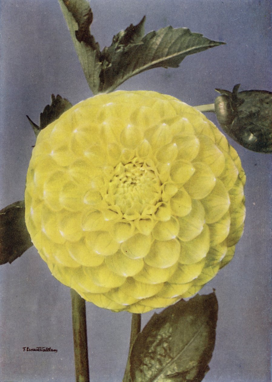 Süslü Dahlia, Bayan Saunders (renkli fotoğraf) by English Photographer