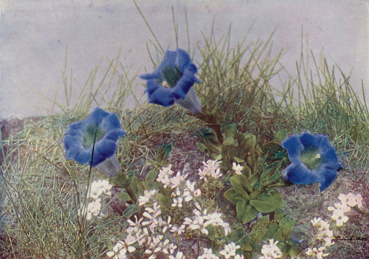 Gentiana Acaulis ve Draba Dediana (renkli fotoğraf) by English Photographer