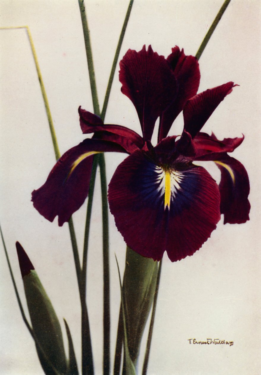 I Xiphioides veya Anglica, Tipik Bir Bahçe Formu (renkli fotoğraf) by English Photographer