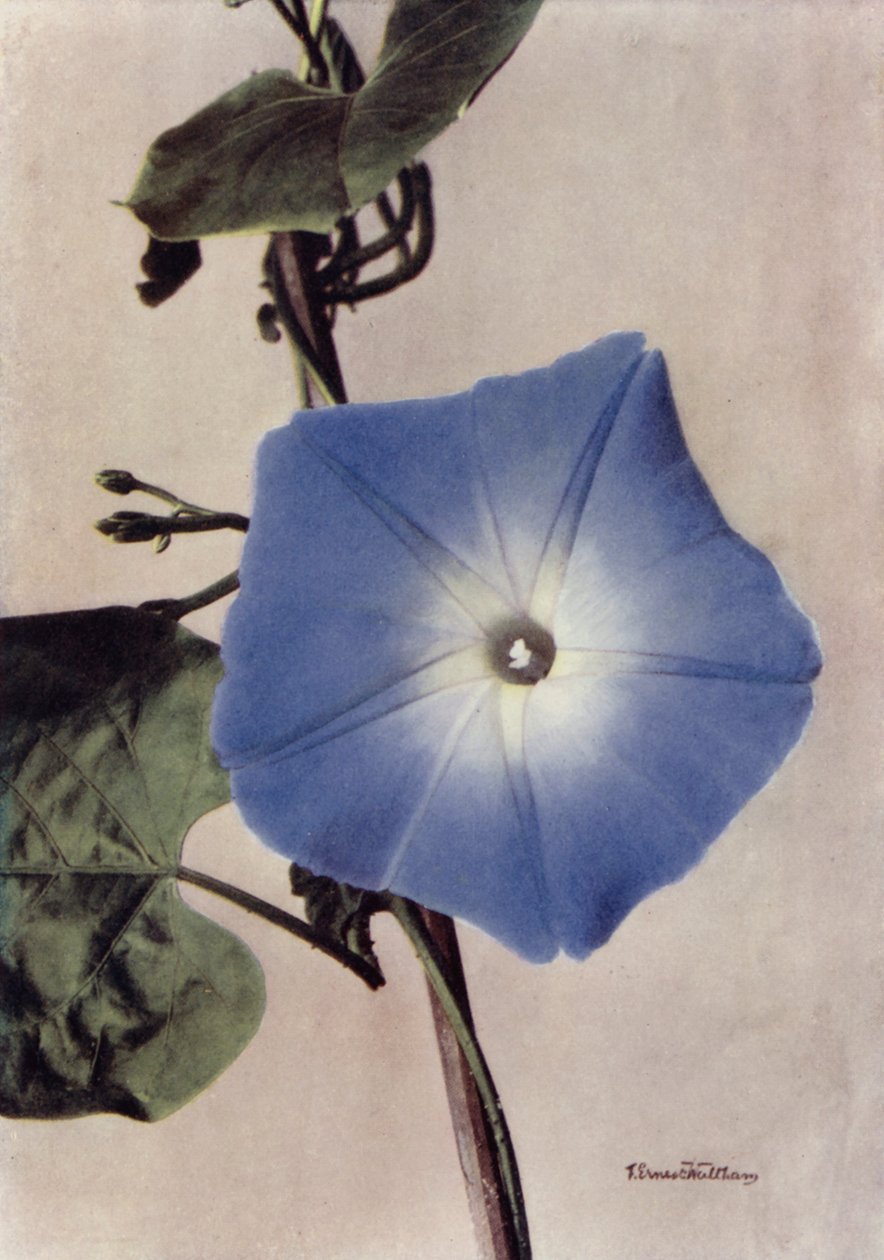 Ipomoea Rubro-Coerulea (renkli fotoğraf) by English Photographer