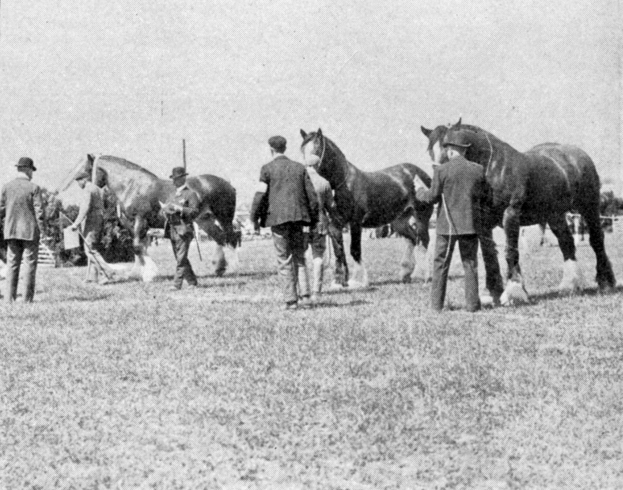 Oxfordshire Tarım Şovunda Shire Horses Yargılamak, Kral