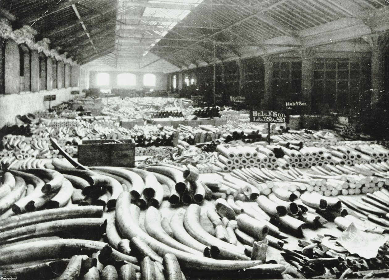 London Docks: fildişi deposu, 1895 by English Photographer