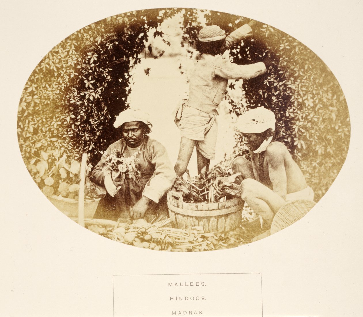 Mallees (Bahçıvanlar), Hindular, Madras, from The People of India, J. Forbes Watson tarafından, 1868 yayınlandı (albüm baskısı) by English Photographer