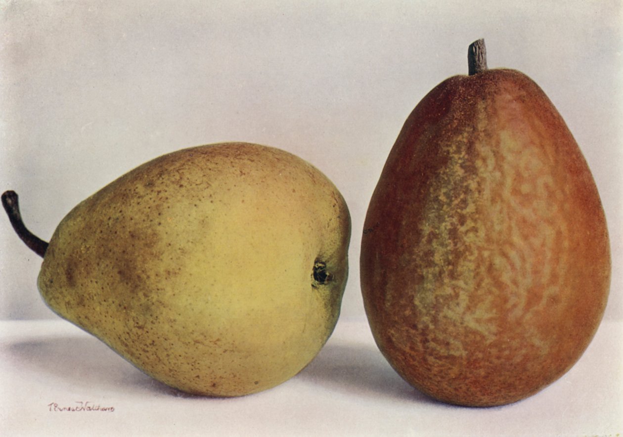 Armutlar, Emile d