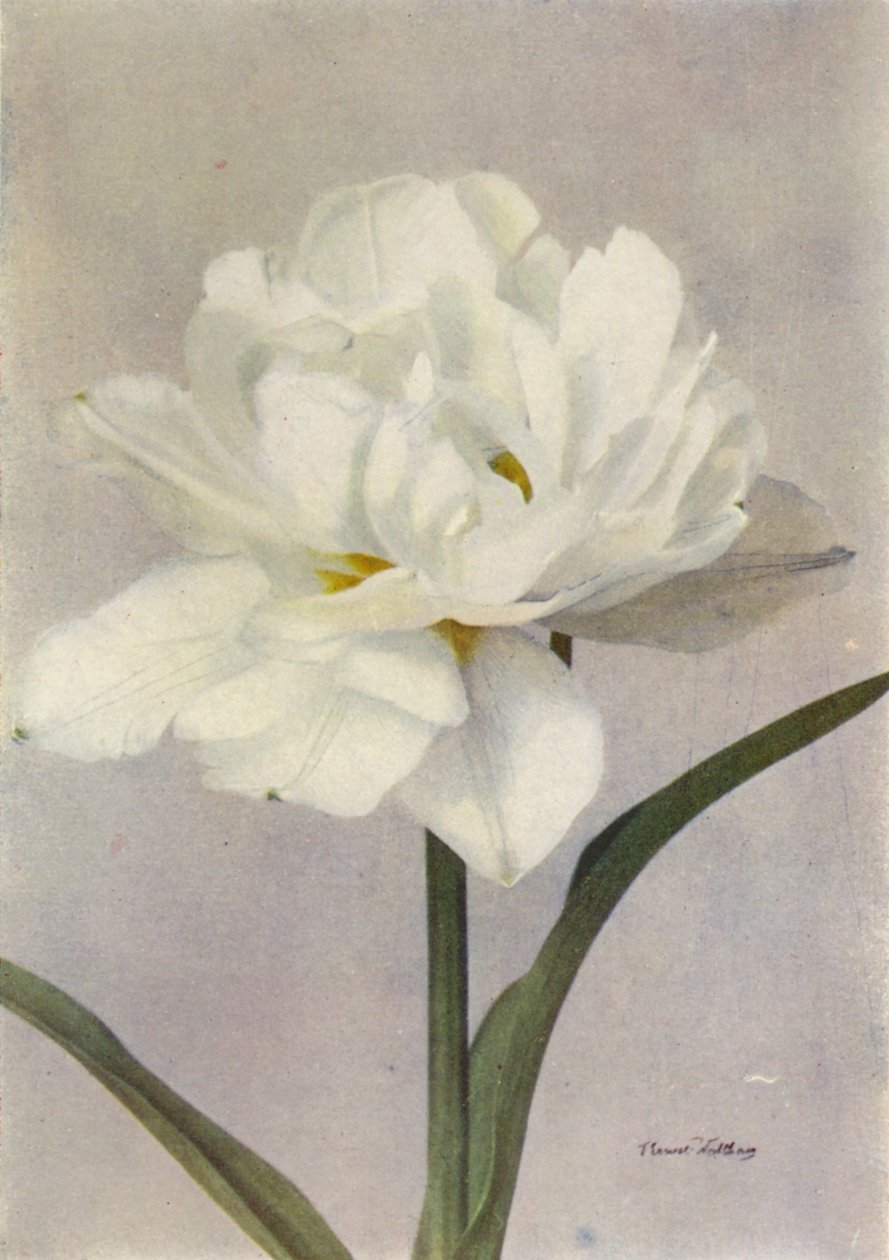 Schoonoord (renkli fotoğraf) by English Photographer