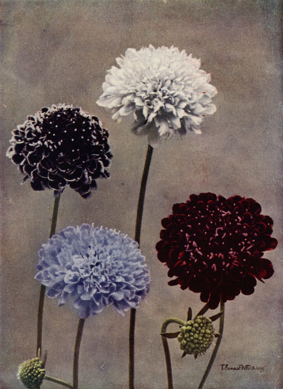 Tatlı Uyuzotu (renkli fotoğraf) by English Photographer