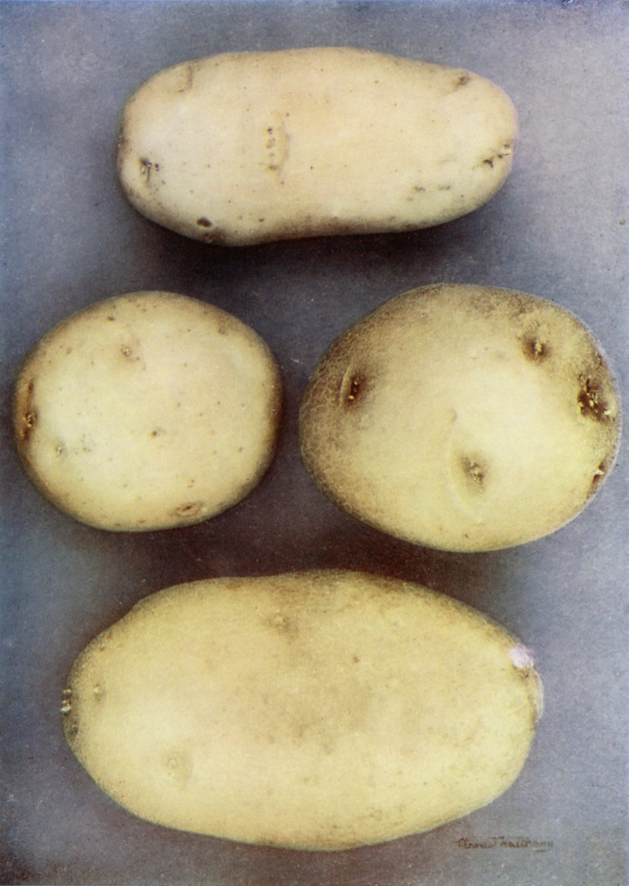 Beyaz Patates (renkli fotoğraf) by English Photographer