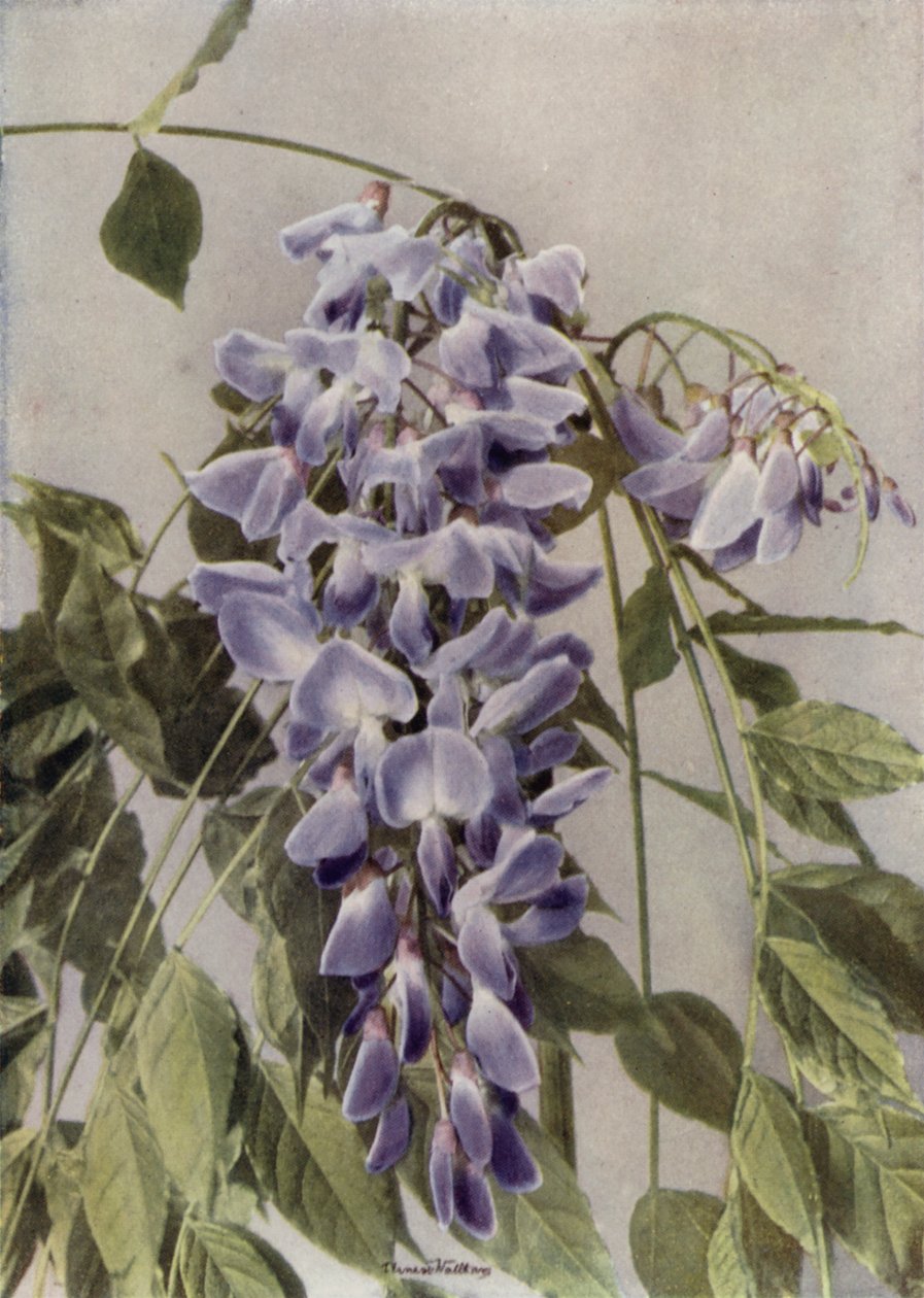 Wistaria Chinensis (renkli fotoğraf) by English Photographer
