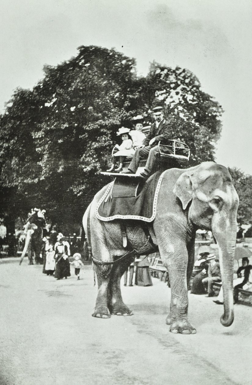 Zoolojik Bahçeler, Regents Park: fil gezintileri, Londra, c.1895 by English Photographer