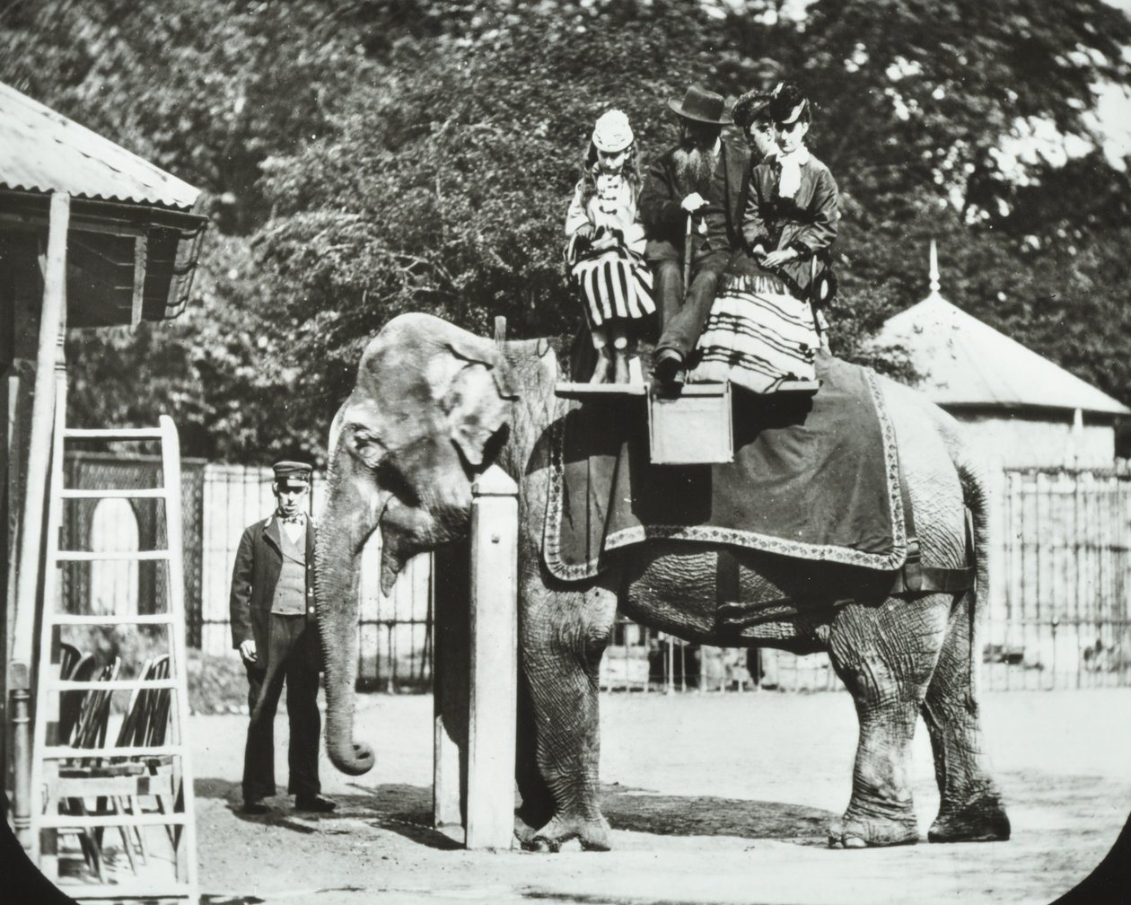 Hayvanat Bahçeleri, Regents Park: yetişkinlerin ve çocukların ata bindiği fil, Londra Hayvanat Bahçesi, 1894 by English Photographer