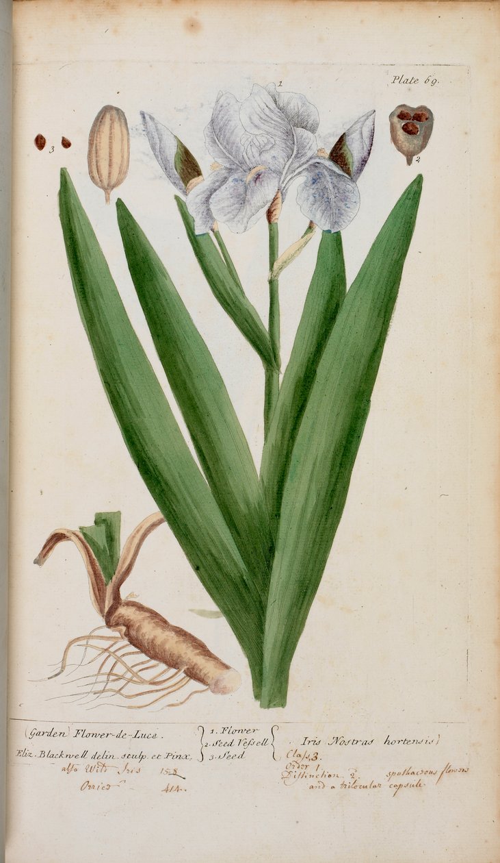 (Bahçe) Flower-de-Luce. Elizabeth Blackwell