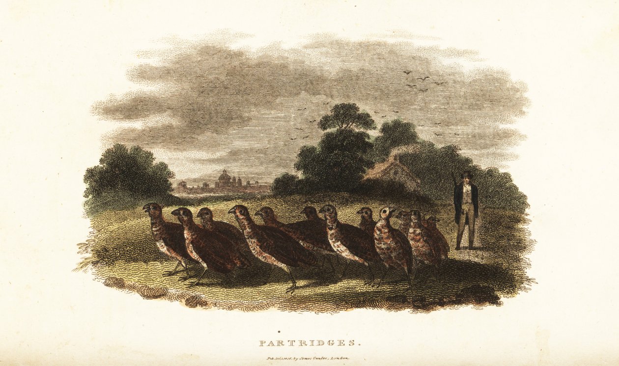 18. yüzyıl İngiliz adamı, bir bahis üzerine Sussex
