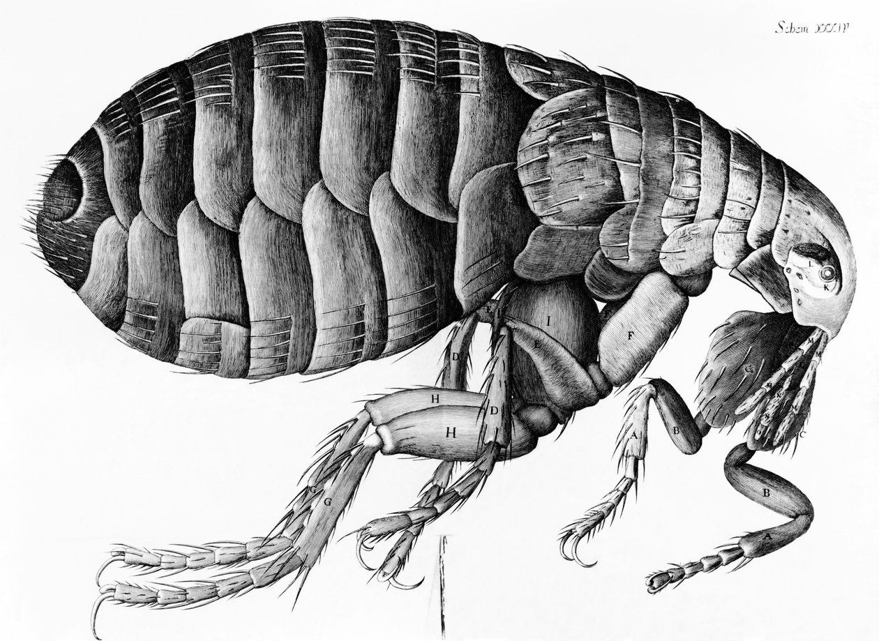 Mikroskop Gözleminden Bir Pire Robert Hooke (1635-1703), 1665 by English School