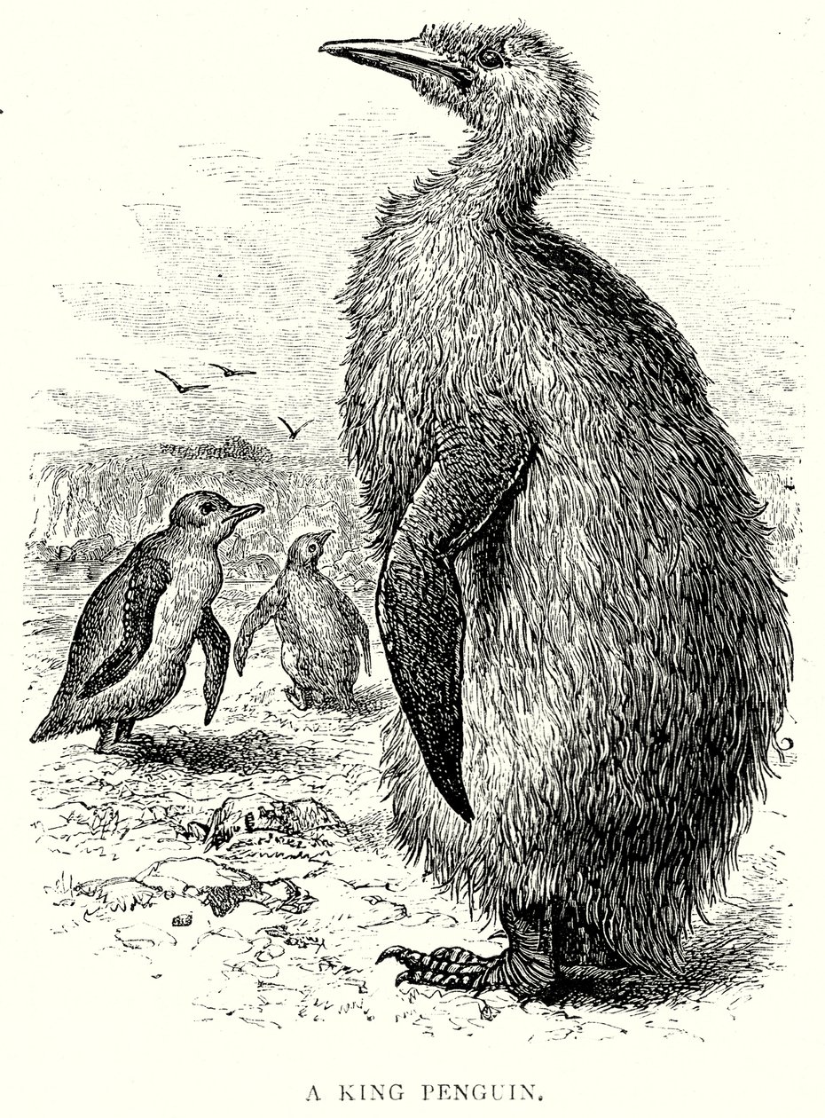 Bir Kral Penguen (gravür) by English School
