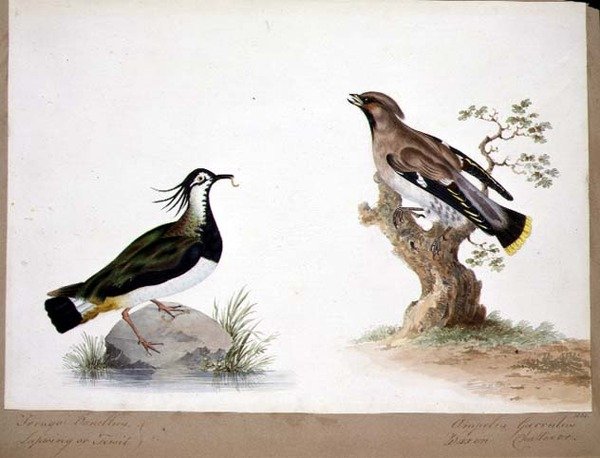 Bir Lepwing ve bir Waxwing by English School