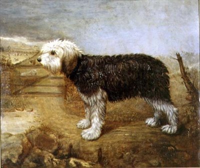 Bir Çoban Köpeği, Ötesinde Tarlalar by English School