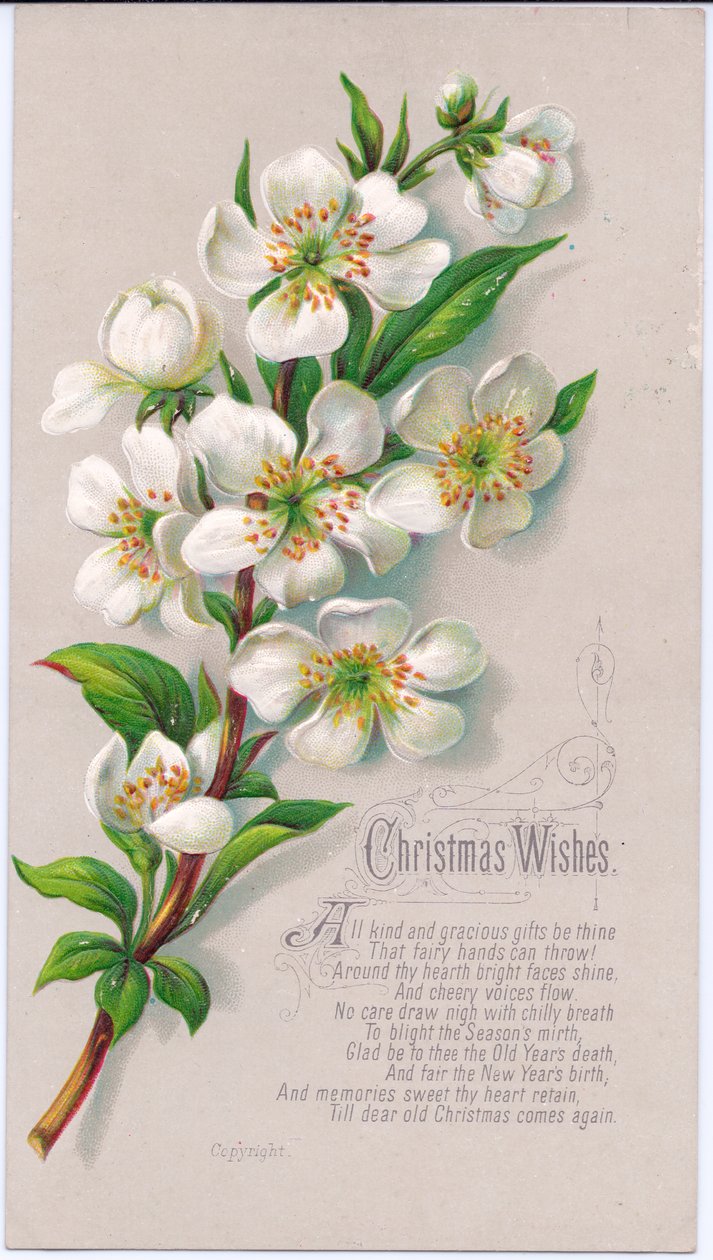 Bir sprey Noel gülü ve bir ayet içeren Viktorya dönemine ait bir Noel kartı, 1880 dolayları by English School