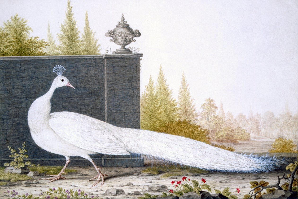 Beyaz bir Peahen by English School