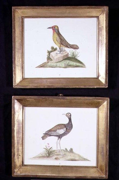 Bir Ağaçkakan ve Bir Orman Tavuğu, c.1800 (kağıt üzerine suluboya) by English School