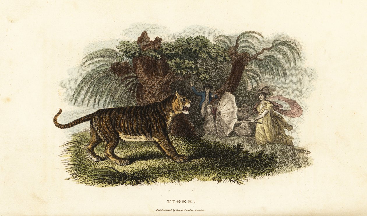 Bir kaplan, Panthera tigris, şemsiye sallayan İngiliz bir kadın tarafından korkutuldu. by English School