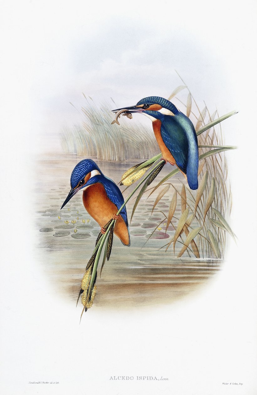 Alcedo Ispida (Yaygın Yalıçapkını) by English School