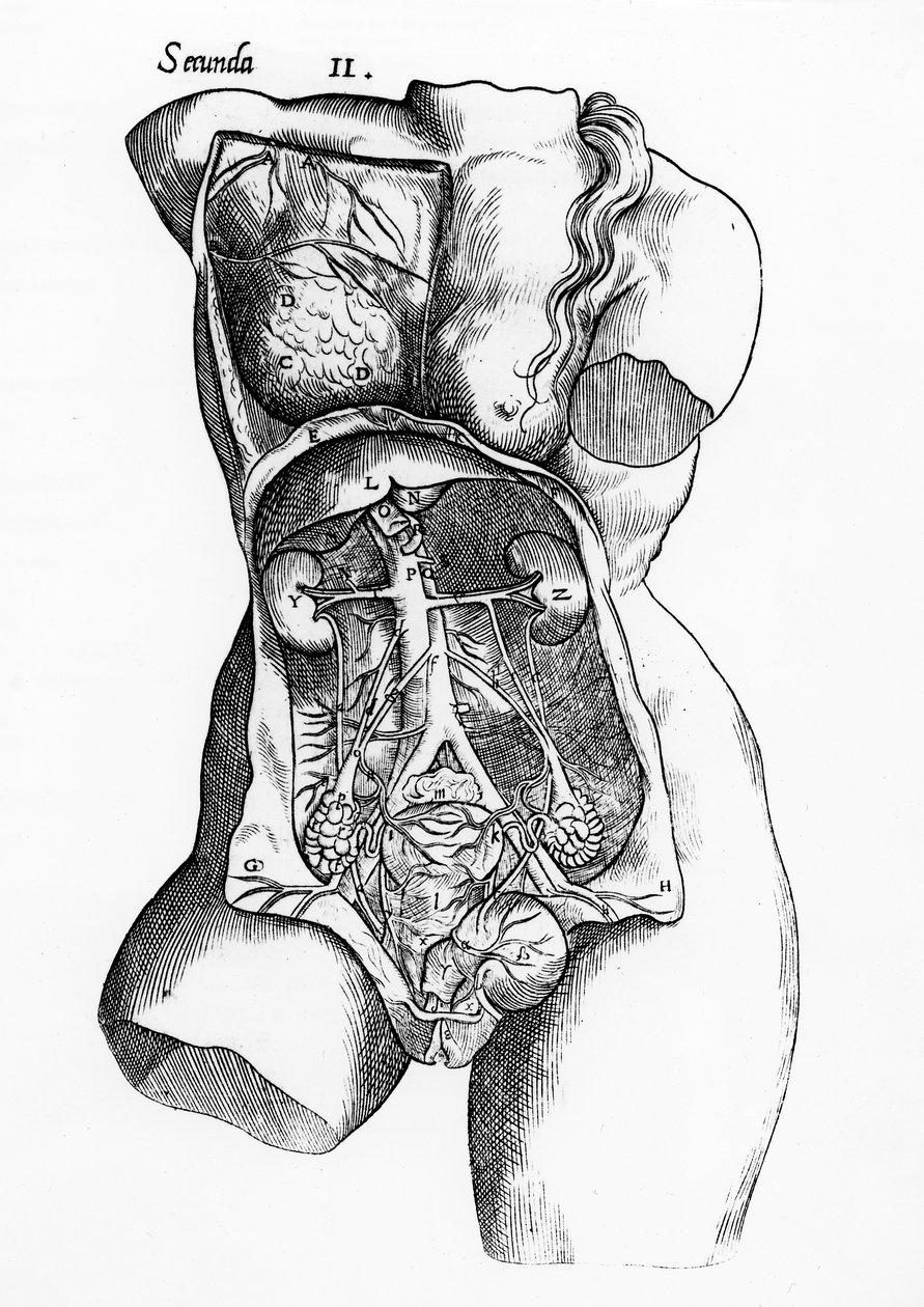 Kadın insan vücudunun anatomik çalışması by English School