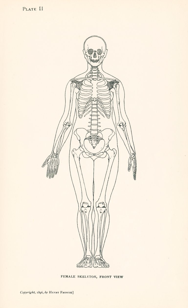 Anatomi: Kadın İskeleti, Önden Görünüm (lito) by English School