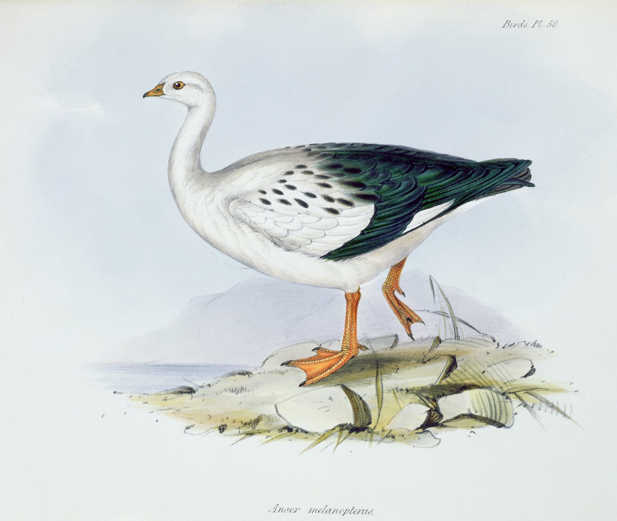 Anser Melanopterus, The Zoology of the Voyage of H.M.S. Beagle 1832-36, Charles Darwin (1809-92), 1840 by English School