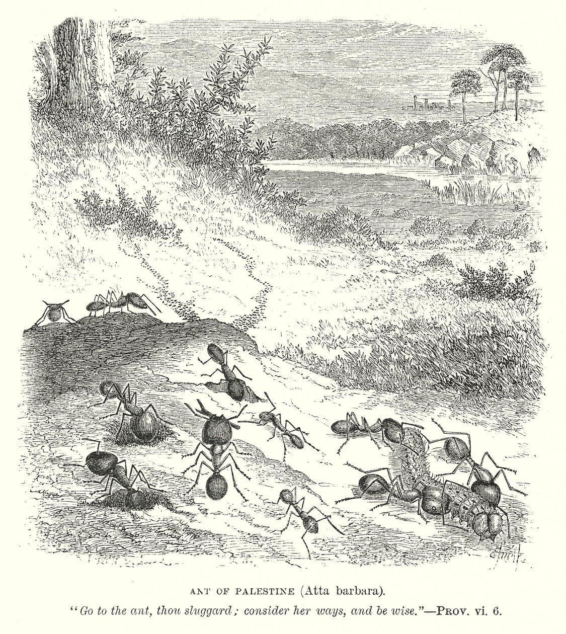 Filistin Karıncası (Atta Barbara) (gravür) by English School