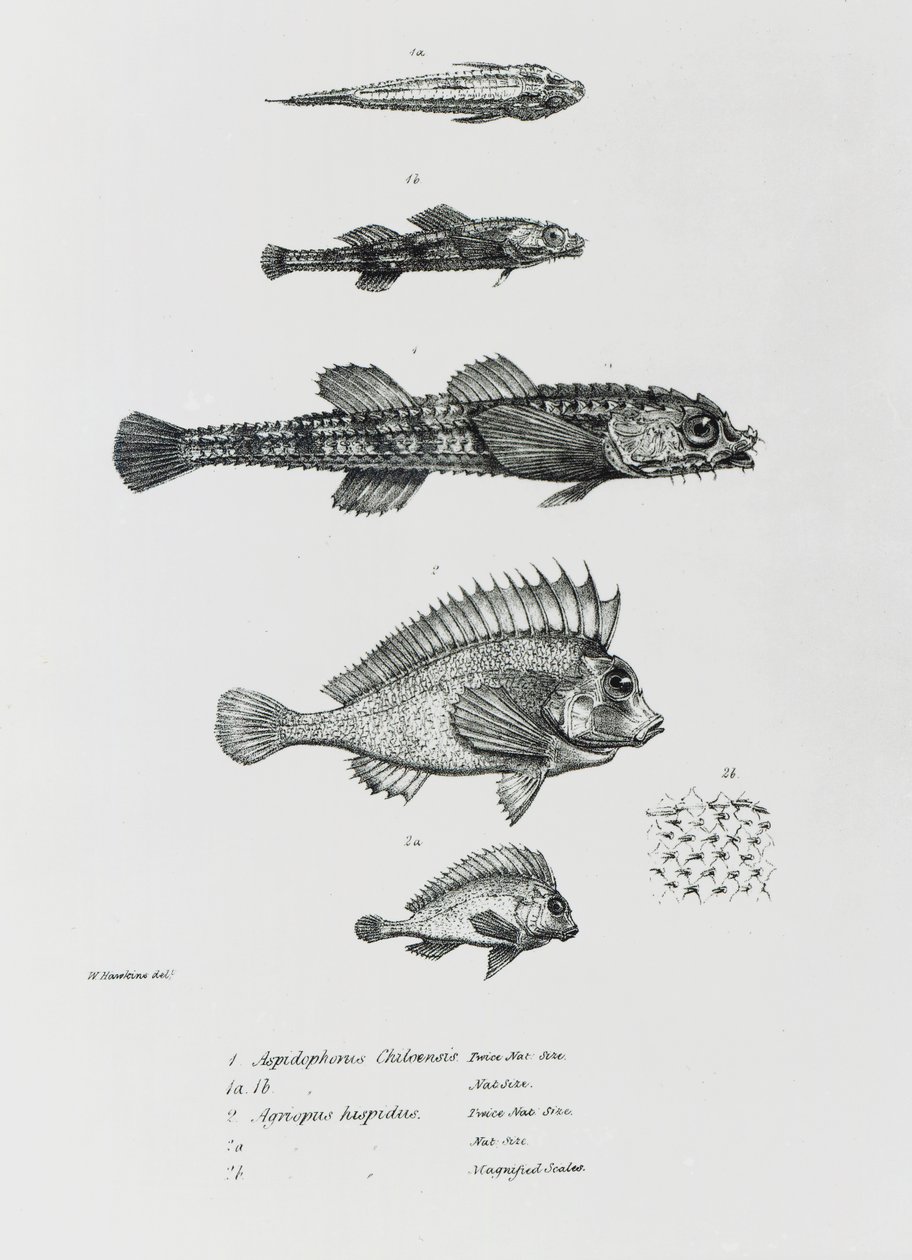 Aspidophorus Chiloensis ve Agriopus Hispidus, Charles Darwin